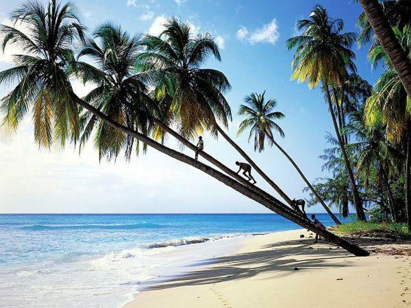 Sanya Tropical Coast Hotel Dış mekan fotoğraf